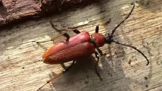 Roter Schmalbock (Leptura rubra) - Red Longhorn Beetle - Ein Video von KLAUS TAUX
