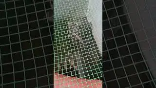 Turtle's Basking Technique #shorts #turtle #pets #freefire #ytshorts #ytviral #viral #Pyscho_Sahil