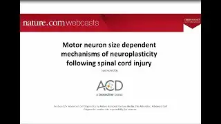 2019 May 14: Motor neuron size dependent mechanisms of neuroplasticity following spinal cord injury