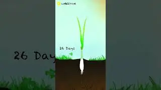 Onion Growing Time Lapse - 115 Days (Animation) #onion  #plants #timelapse #growth #green #cartoon