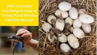 500+ Crocodile Hatchlings Emerge at Turkey Point: Witness a Wildlife Miracle!