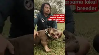 Harga American Bully Di Indonesia ? Full di komentar #fyp #americanbully #shorts #shortsvideo