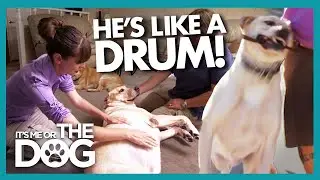 Poor Health and No Exercise Make This Dog Drum-Shaped! | It's Me or The Dog