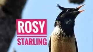 Rosy Starling Vocalizing on Bangalore winter Migration.  Pastor Roseus, Rose Coloured Starling.