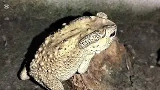 A cute, lovable toad part 2 