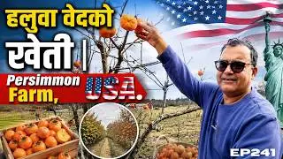 अमेरिकी हलुवाबेद खेतीमै पुग्दाको क्षण  | Persimmon Farming IN the USA | Duluwako Diary | Epi:: 241