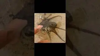 a VERY friendly Octopus! 🐙