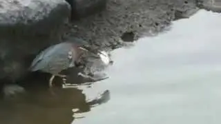 Green Heron Uses Bread To Catch Fish