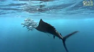 Sailfish attacking Bait Ball!