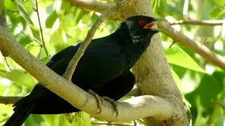 Koel bird calling sound  4k in very hot season, koyal  ki koo koo ki awaz