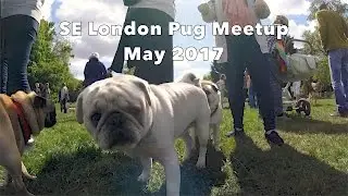 SE London Pug Meetup - May 2017