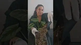 Repot with me!🌱 #grwm #repotwithme #rwm #philodendronmamei #mamei #philodendron #aroidaddicts #aroid
