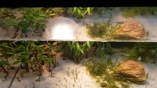 First week planted dirted tank walstad method no CO2, no filter, no heater