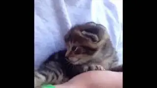 Cat Vines   Most Amazing 30 MINUTES of Cat and Kitten Vines Compilation!   19