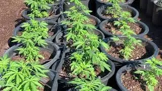 Day 38 Auto Tsunami (Arizona Hemp Consultants l)