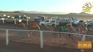 الجذابة ل مياح جريس الشمري   أبكار لقايا   4كم