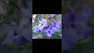 Unique Blue shade flower #Eranthemum pulchellum #Blue sage
