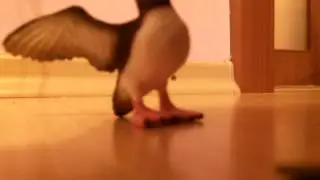 Alka2. diel