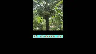 Phát sóng của tôi