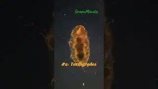 Top 3 Immortal Animals &ndash; They Actually CAN'T Die 😱🔥 #greenminute #viralvideo #funfacts