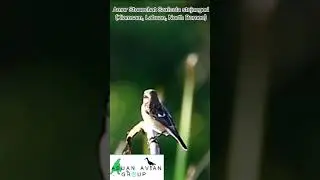 Amur Stonechat (Saxicola stejnegeri) #avitourism #nature #wildlife #bird #northborneo .