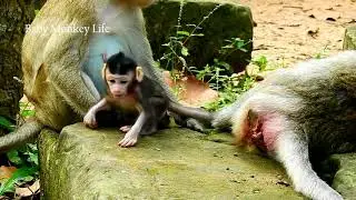 OMG! Janna learn to jump on the stone, Janna scare  and not brave enough Jump from the ston to anoth