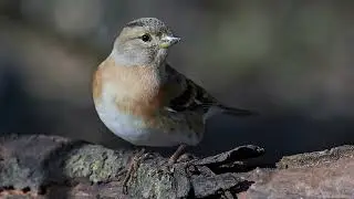 The sound of the Brambling - Bird Sounds | 10 Hours