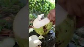 Beautiful Green Coconut ASMR Cutting Price US$6 dollar #youtubeshorts #satisfying #editing #coconut 