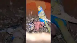 spangle breeding progress 😇❤️  #spanglebudgies #viralbird  #spanglebreedingprogress