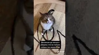 Не только коты умеют.....