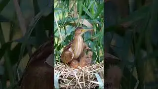 Bittern Sweet Family #shorts #shortsfeed #ytshorts