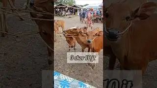 3 ekor 10 jt bisa nawar juga #duniasapi #cow #sapimakan #anaksapilimosin #sapi #animals #ternak