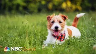 National Dog Show: Unconditional love links show dogs and dogs | NBC Sports