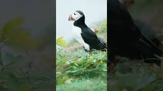 As painted - Atlantic puffin #birds #atlantic #world #animals #nature