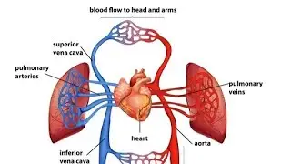 circulatory system