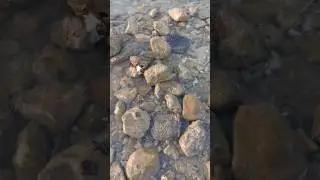 I Found A Crab Under The Rock! Watch The Full Adventure!
