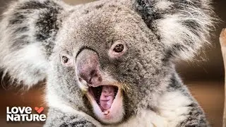 Koalas: From Calm to Feral | Secret Life of the Koala 101+102