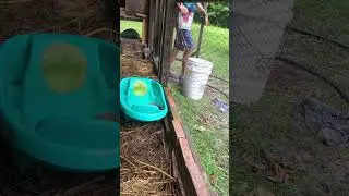 Duckling livestream