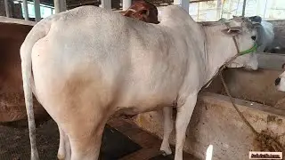 Beautiful❤️ Bachi Of Al hamd Dairy Farm 2025 
