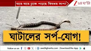 Ghatal Snake Recovery: জলমগ্ন ঘাটালের ত্রাস বিষধর সাপ, গন্ধ গোকুল-সহ একাধিক জীব | Zee 24 Ghanta