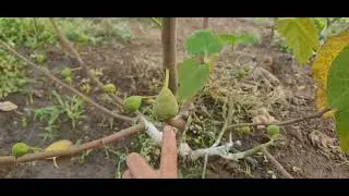 Hoe ik vijgenbomen kweek