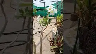 Adenium white flowers / Plant  #Shorts