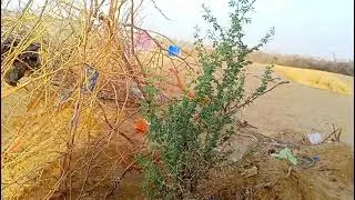 Babur Plants || Acacia Nilotic Plants || Thar Desert Plants