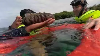 Harvest Caye, Belize snorkeling expedition with Norwegian, cruise lines ￼