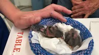 Nestling Towhees in Care at WildCare