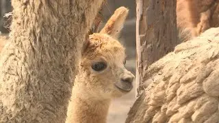 Lima zoo shows off one-month-old Andean alpaca to visitors | AFP