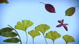 Sea life with leaves - stop motion