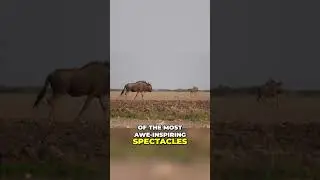 Survival and Resilience  The Incredible Wildebeest Migration