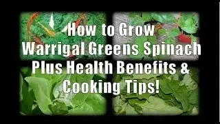 Warrigal Greens Spinach How to Grow and Health Benefits