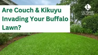 Stop Couch & Kikuyu Invading Your Buffalo Lawn | Easy Fixes